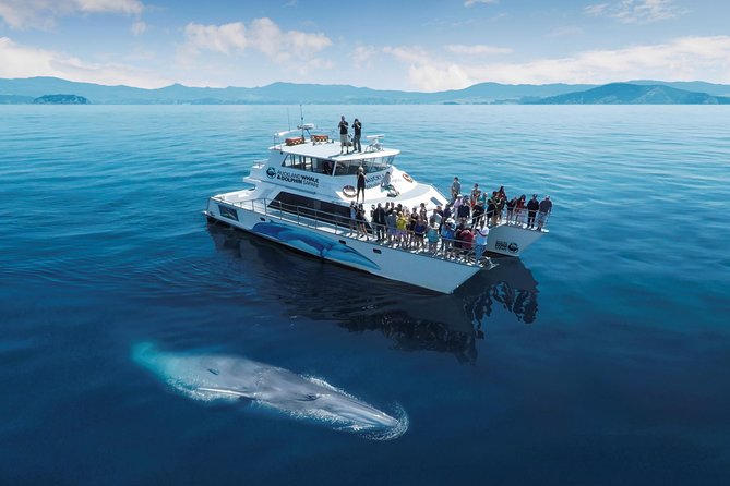 3 Day Bay Of Islands Tour from Auckland including Waitangi and Cape Reinga - Who This Tour Fits Best (and Who Should Skip It)