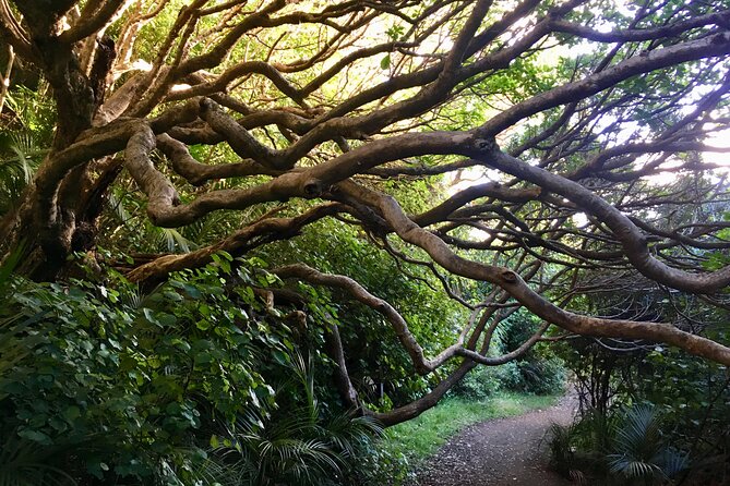 6 Hours Sightseeing Tour in Auckland - Top Reasons This Auckland West Coast Tour Gets Such High Marks