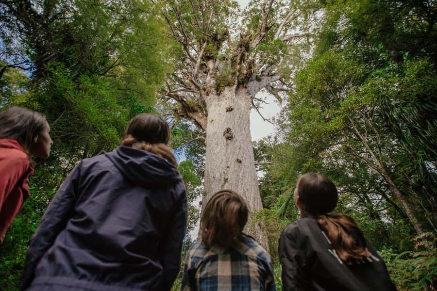Auckland: 2-Day Bay of Islands Small Group Tour with Cruise - Waipoua Forest and Tāne Mahuta: the moment you get why kauri are special