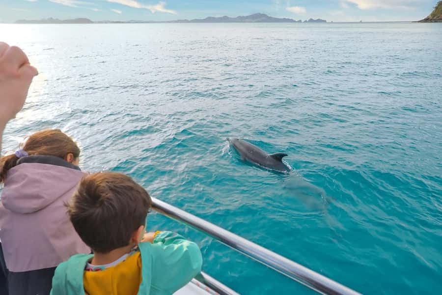 Auckland: 2-Day Bay of Islands Small Group Tour with Cruise - 4.5-hour Bay of Islands cruise: dolphins, birds, and the Hole in the Rock