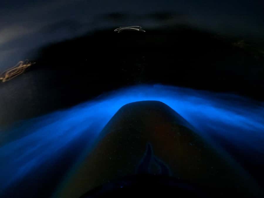 Auckland: Bioluminescence Kayak Tour with Guide - Who This Tour Is Best For (and who should skip it)