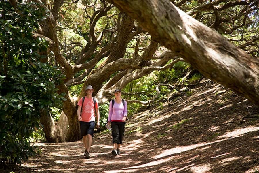Auckland City and West Coast Luxury Tour - Key things that make this tour worth your time