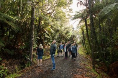 Auckland City, Beaches & Rainforest Premium Small Group Tour - Morning City Loop: Domain, Harbour Bridge, and the “City of Sails”