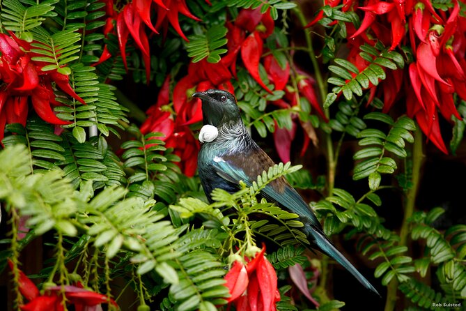 Auckland City Highlights, Afternoon Piha Beach & Rainforest Tour - Arataki Visitor Centre: Harbors, Maori Carvings, and a Real Break