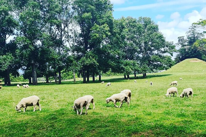 Auckland City Highlights Full Day Tour - Price and time: what you’re really paying for
