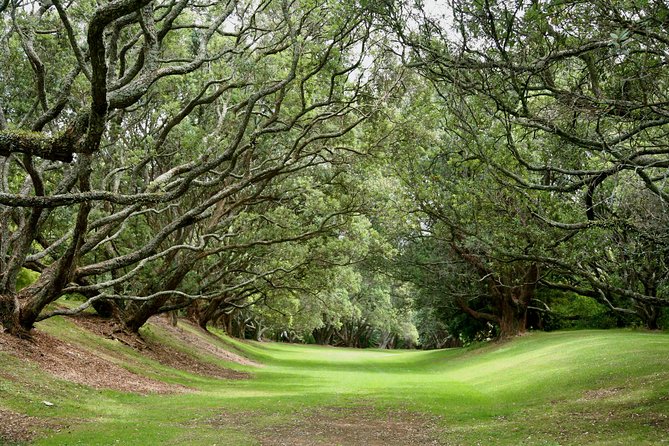 Auckland City & Native Forest Experience - Fully Guided Day Tour - Arataki Visitor Centre and Waitakere Ranges: Real Native Forest Time