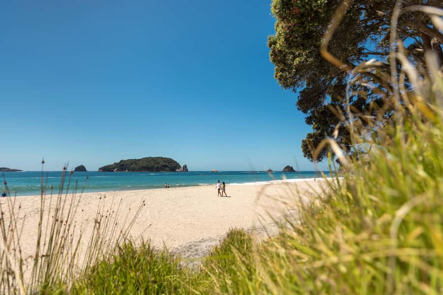 Auckland: Coromandel Driving Creek & Cathedral Cove Day Tour - Price and value: is $298 worth it?