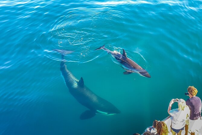 Auckland Dolphin and Whale Watching Eco-Safari Cruise - Key reasons this eco-safari is worth your time