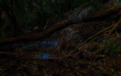 Auckland: Inner-City Glowworm Experience in Ancient Volcano - Wintergarden Cafe Start: What the Hour Actually Feels Like