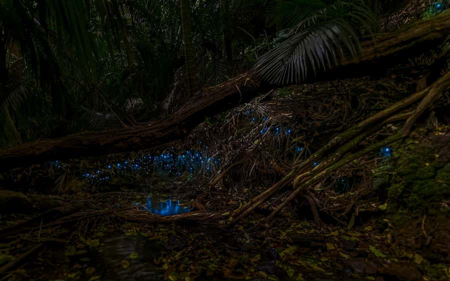 Auckland: Inner-City Glowworm Experience in Ancient Volcano - Wintergarden Cafe Start: What the Hour Actually Feels Like