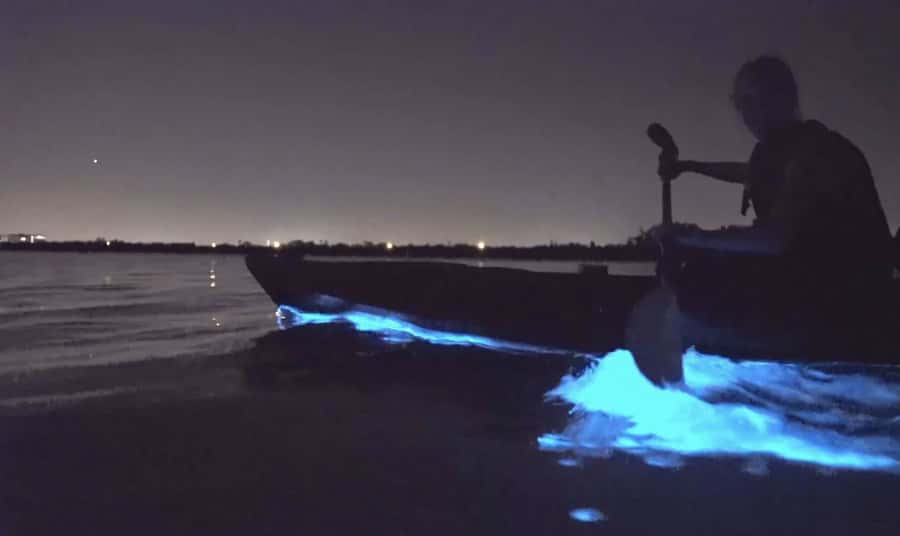 Auckland: Night Kayak Tour in Glowing Bioluminescent Waters - Okura Boat Ramp vs Waiake Beach: choosing your launch