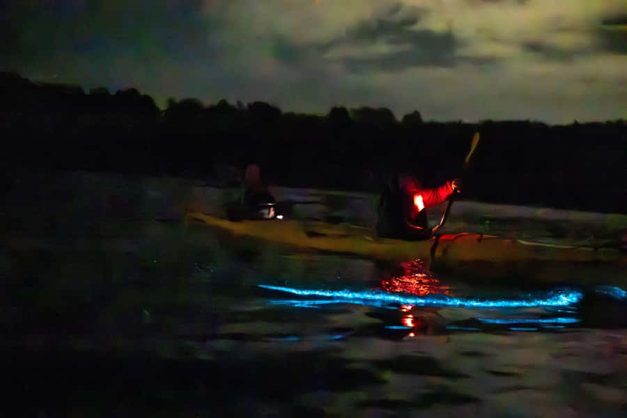 Auckland: Night Kayak Tour in Glowing Bioluminescent Waters - Should you book this Auckland bioluminescent kayak tour?