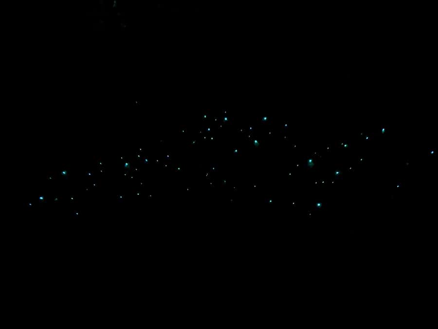 Auckland North Shore Glowworm Tour - Glowworm time: Arachnocampa luminosa close-up without barriers