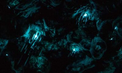 Auckland North Shore Glowworm Tour - Awaruku Reserve at dusk: Kauri trees, Nikau palms, and Māori place