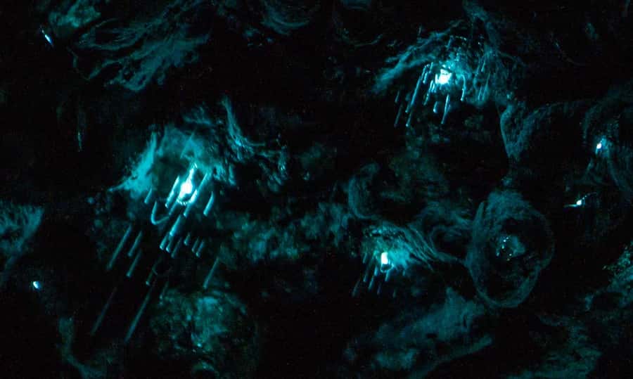 Auckland North Shore Glowworm Tour - Awaruku Reserve at dusk: Kauri trees, Nikau palms, and Māori place