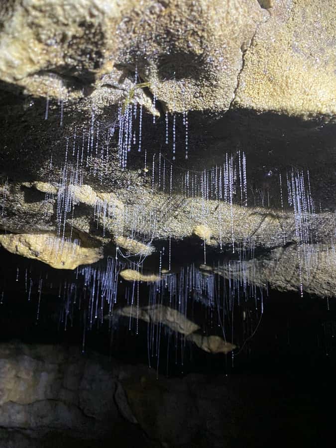 Auckland: Spellbound Glowworm Caves Explorer Tour - Who this tour fits best (and who should skip it)