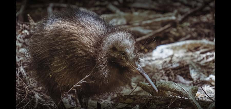 Auckland (Tawharanui): Wild Kiwi Bird Spotting Encounter - Glamping option: turning the night into a real stay