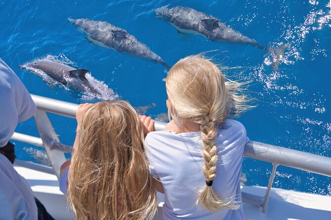 Auckland: Tikapa Moana Dolphin, Whale and Island Cruise - Price and Logistics: What $105.50 Really Covers