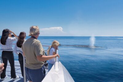 Auckland: Tikapa Moana Dolphin, Whale and Island Cruise - Getting Oriented in Auckland: Meeting Point and What to Do First