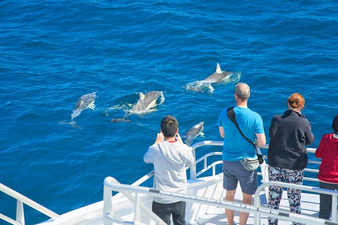 Auckland: Tikapa Moana Dolphin, Whale and Island Cruise - The Boat Day Comfort: Seats, Views, and the Onboard Café