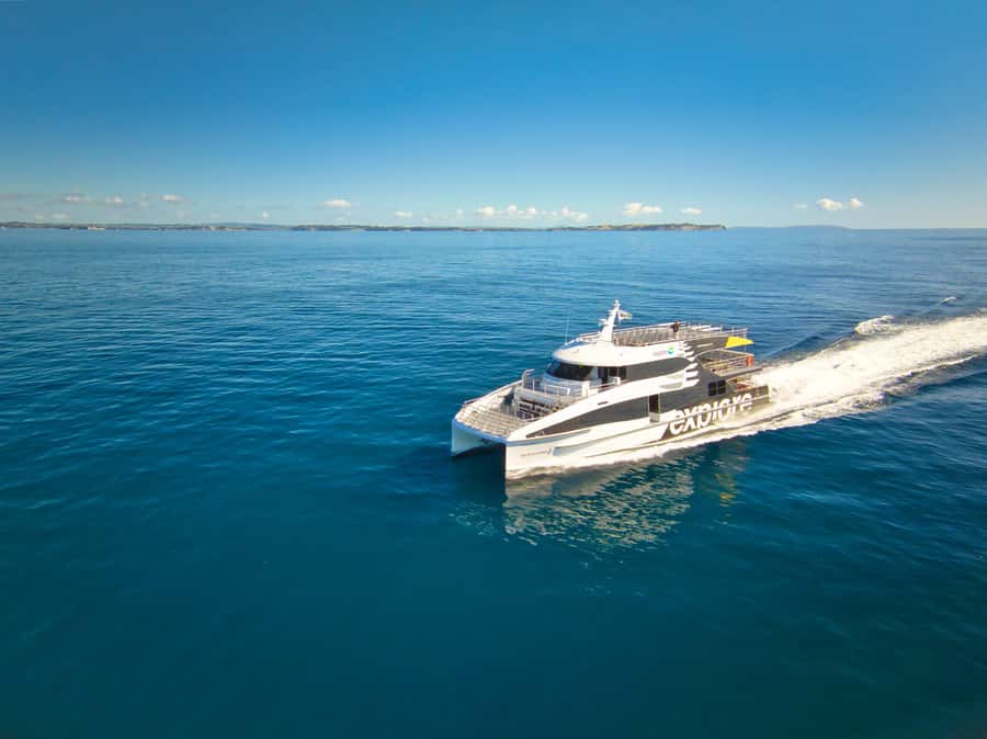 Auckland: Tikapa Moana Whales, Dolphins and Islands Cruise - Meeting at Auckland’s Viaduct Harbour: Start With Easy Wins