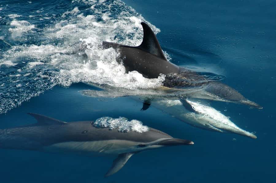 Auckland: Tikapa Moana Whales, Dolphins and Islands Cruise - The Return Voucher Guarantee: Helpful Insurance for a Wildlife Trip