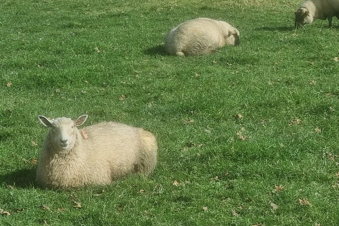 Auckland Town and Country Delights Tour - Getting Out of the City Without Losing a Day