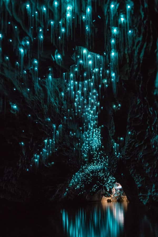 Auckland: Waitomo Caves & Rotorua - Te Puia Small-Group Tour - The Road Stops Before Waitomo: Quick Looks, Good Breaks