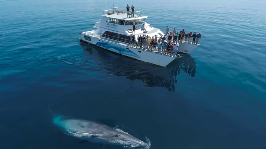 Auckland: Whale and Dolphin Watching Half-Day Eco Cruise - The eco-safari method: how Dolphin Explorer finds marine mammals