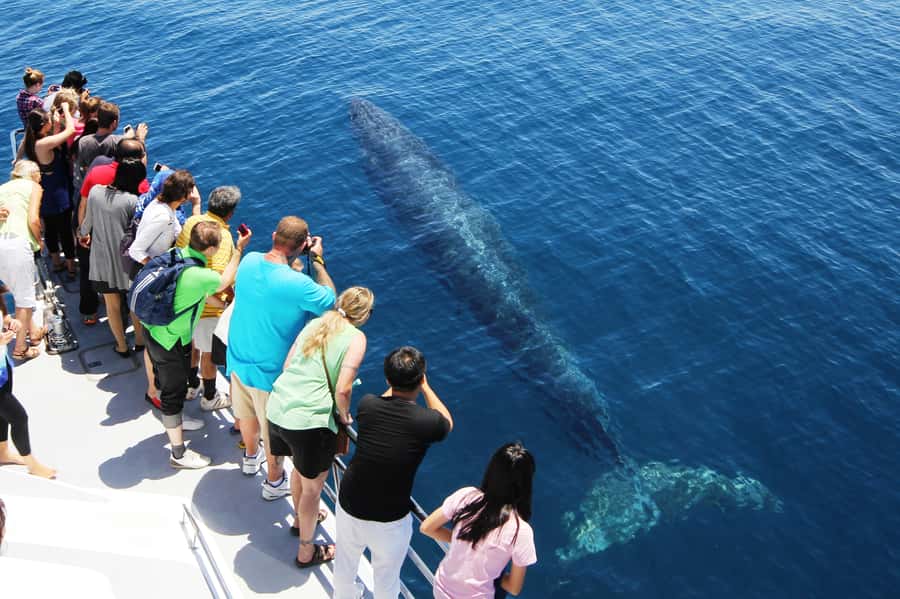 Auckland: Whale and Dolphin Watching Half-Day Eco Cruise - On-board scientists and guides: what the commentary adds to your day