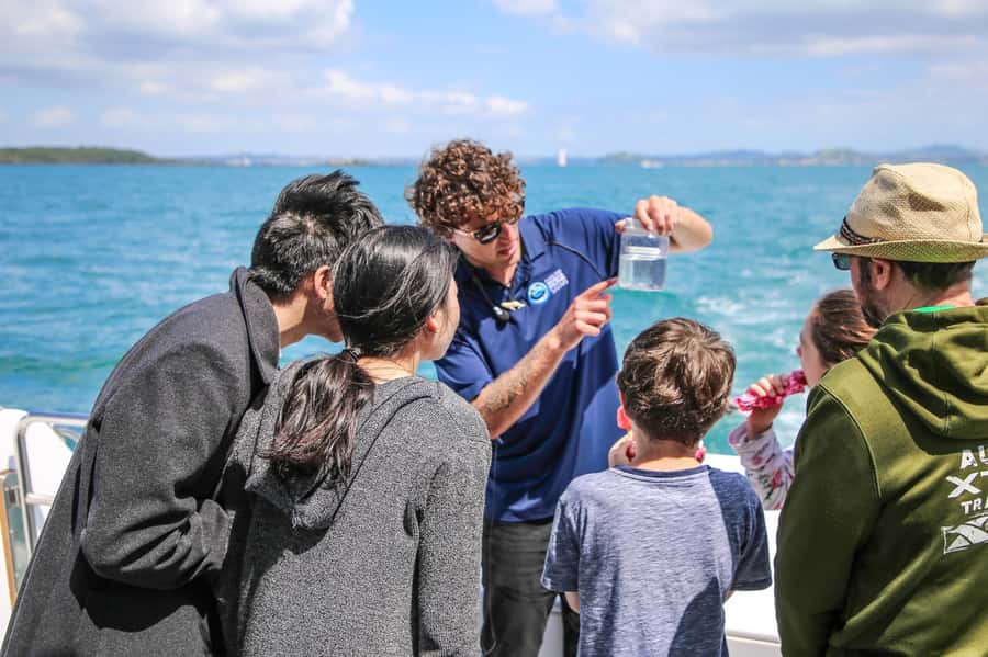 Auckland: Whale and Dolphin Watching Half-Day Eco Cruise - What to pack for a 65-foot catamaran whale-and-dolphin cruise