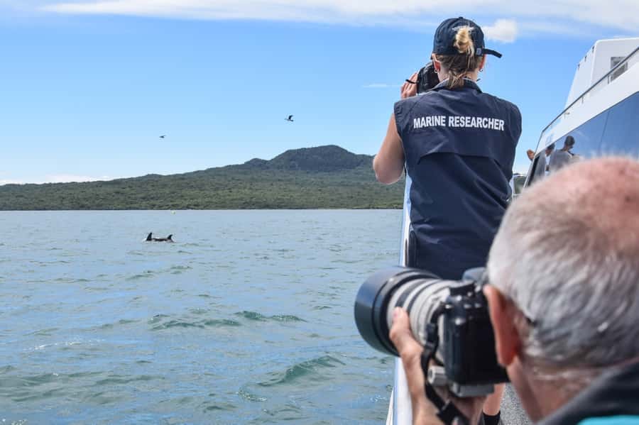 Auckland: Whale and Dolphin Watching Half-Day Eco Cruise - Weather and cancellations: the part you should plan for