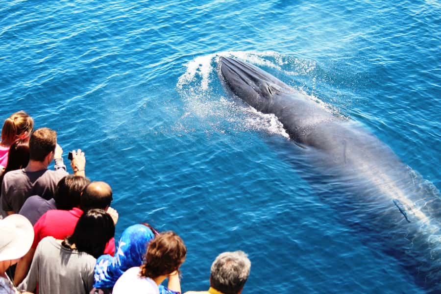Auckland: Whale and Dolphin Watching Half-Day Eco Cruise - Rangitoto Island and North Head: the quick sightseeing warm-up