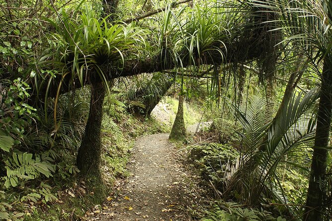 Auckland's Wild West Coast & Black Sand Beaches Tour inc Lunch - Muriwai gannets on the hill: how to make this stop count
