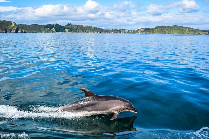 Bay of Islands 2-Day Small Group Tour & Cruise from Auckland - Waipoua Forest and Tane Mahuta: the short walk that signals conservation