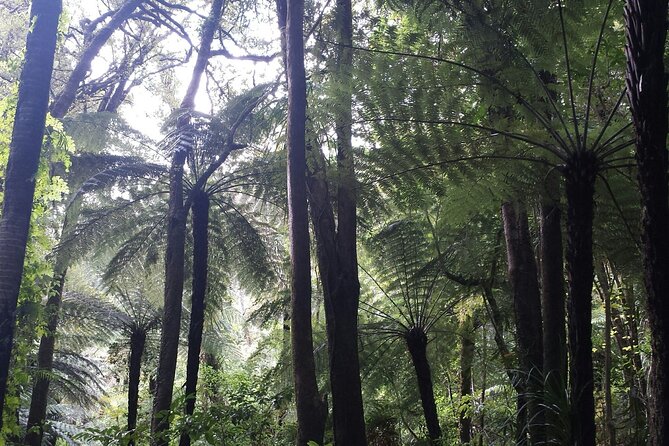 Coast and Rainforest Eco-Tour from Auckland with Picnic Lunch - Piha Beach Time: Black Sand, Hot Sand, and Ocean Wind