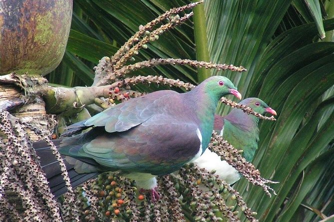 Coast and Rainforest Eco-Tour from Auckland with Picnic Lunch - Waitakere Ranges Rainforest and Kauri Giants