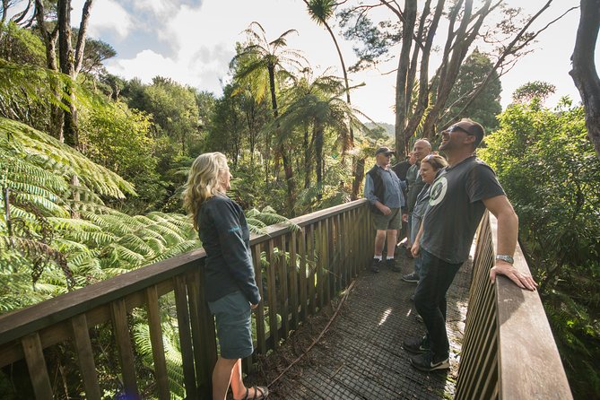 Coast and Rainforest Eco-Tour from Auckland with Picnic Lunch - Guides and Group Size: Why the Day Feels Personable