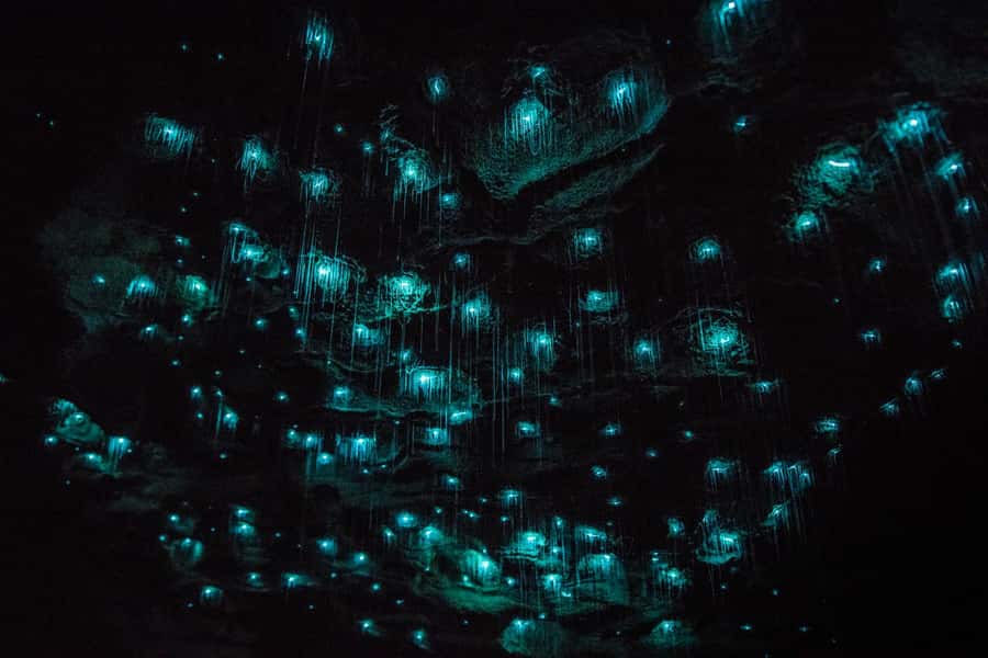 From Auckland: Day Trip to Waitomo Glow Worm Caves - The flat-bottom boat ride: seeing the glowworms like a night sky