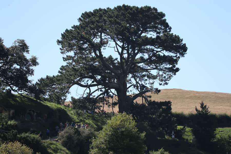 From Auckland: Hobbiton Afternoon Tour - Price and Value: Why $223 Might Feel Fair Here
