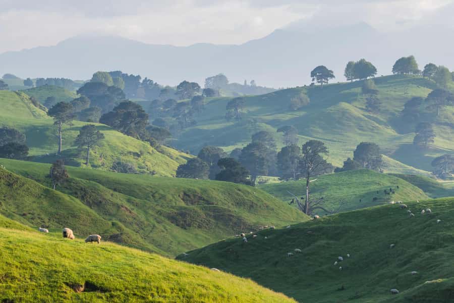 From Auckland: Hobbiton Movie Set Day Tour with Picnic Lunch - Who this tour suits (and who should skip it)