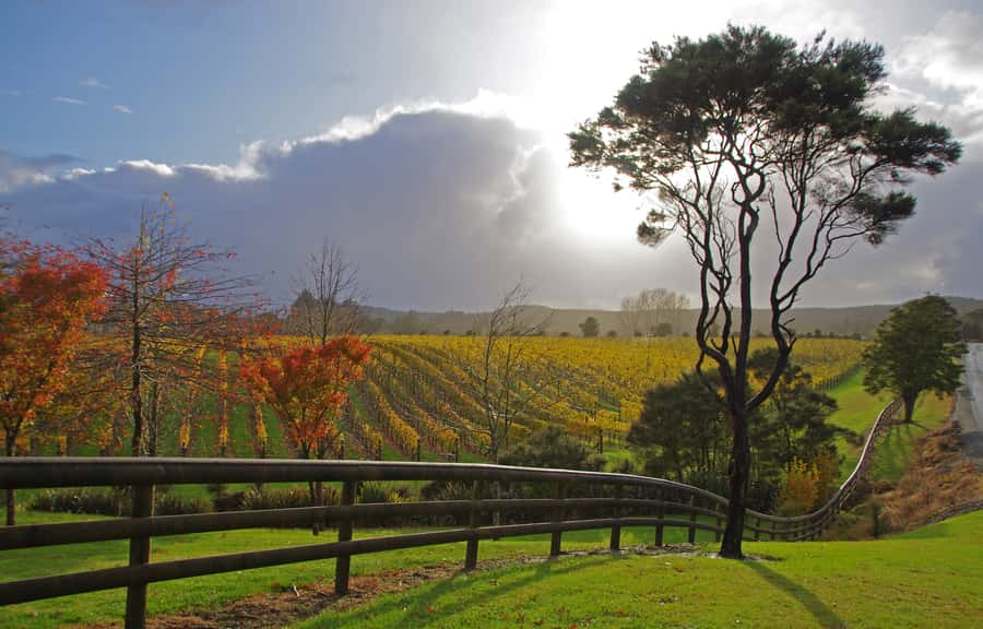From Auckland: Small Group Kumeu Wine Tour with Lunch - From Auckland to Kumeu: why this tour feels like two trips in one