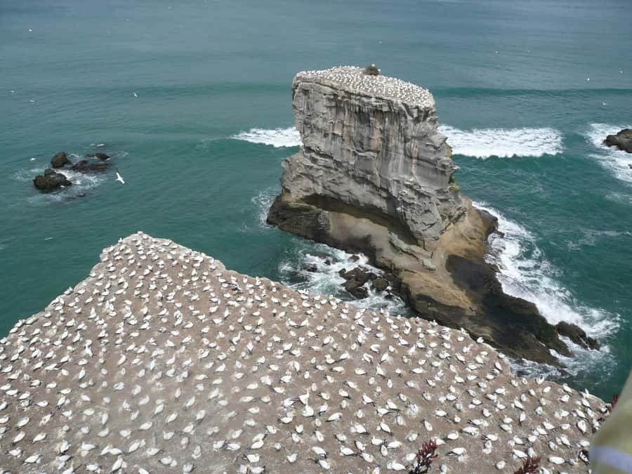 From Auckland: Small Group Kumeu Wine Tour with Lunch - Muriwai black sand beach: the coast stop that makes the day feel real