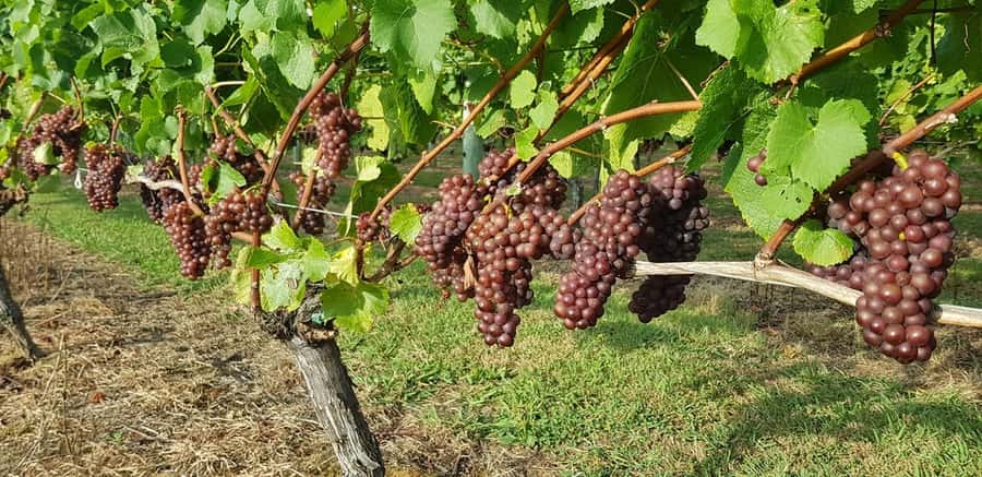 From Auckland: Small Group Kumeu Wine Tour with Lunch - Pickup and the small-group pace that keeps it comfortable