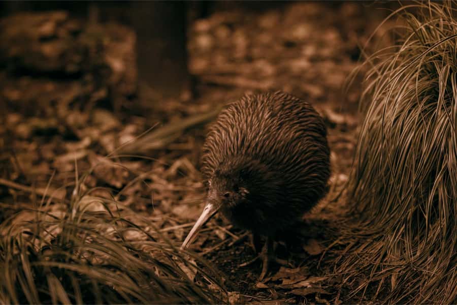 From Auckland: Waitomo Caves and Kiwi House Group Tour - Auckland to Waitomo: a scenic day that starts at your hotel