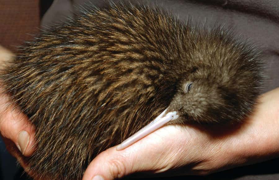 From Auckland: Waitomo Glow Worm Caves & Rotorua Tour - Nga Manu Ahurei Kiwi House and the craft stops (NZMACI)
