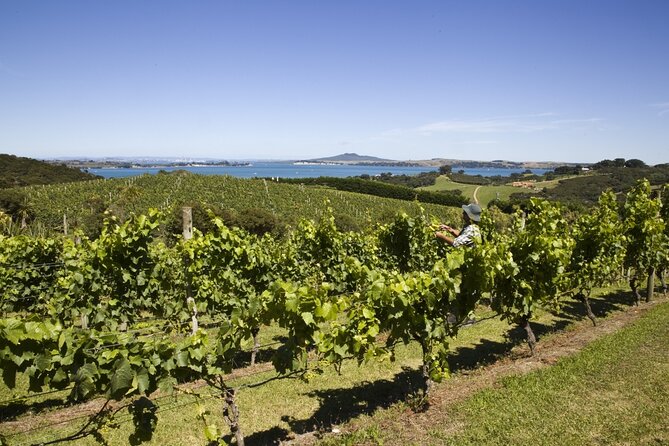 Full Day Private Waiheke Island Wine Tour Including Lunch - Key Highlights You’ll Actually Feel on the Day