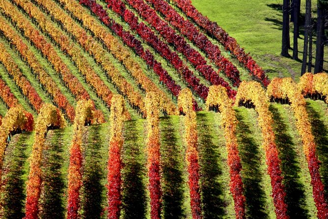 Full Day Private Waiheke Island Wine Tour Including Lunch - Oneroa Beach First: A Simple Way to Reset Your Day