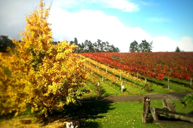 Full-Day Wine Tasting Tour in Auckland with 3-Course Vineyard Lunch - Who This Tour Fits Best (and Who Might Skip It)