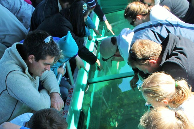 Glass Bottom Boat Tour - Goat Island Marine Reserve, but make it easy from the glass